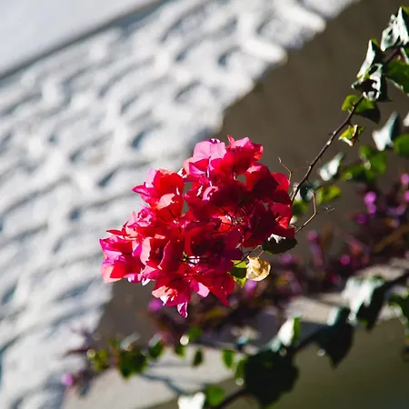 카리아 프린세스 4*