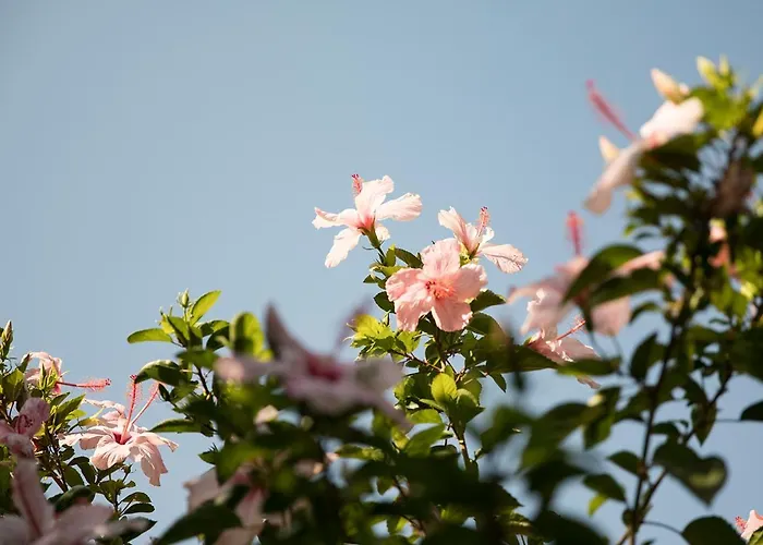 カリア プリンセス 4*