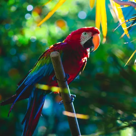 カリア プリンセス