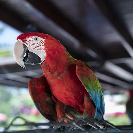 カリア プリンセス 4*