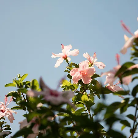 カリア プリンセス 4*