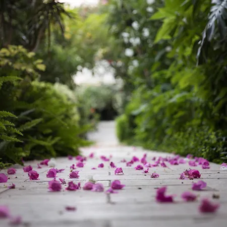 カリア プリンセス