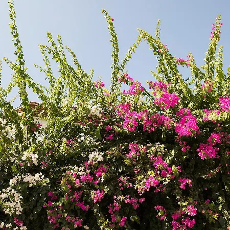 ホテル カリア プリンセス 4*